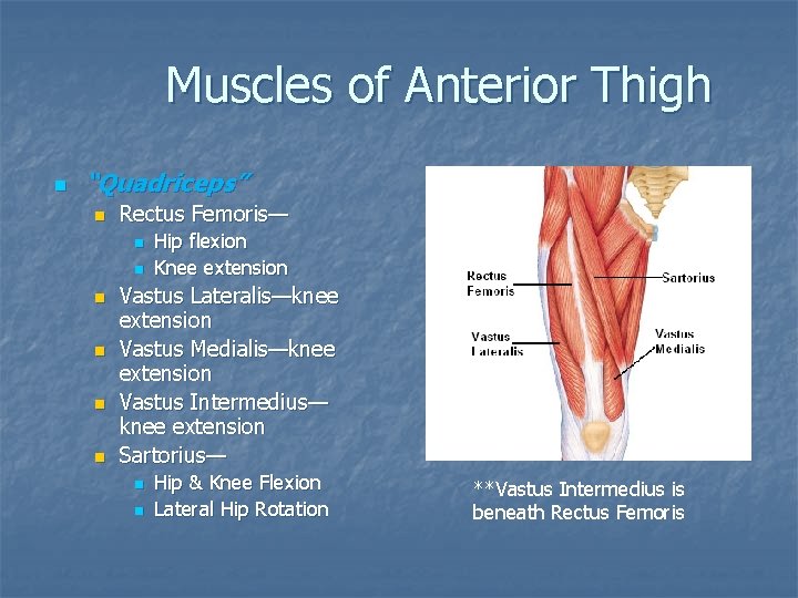 Muscles of Anterior Thigh n “Quadriceps” n Rectus Femoris— n n n Hip flexion Muscles of Anterior Thigh n “Quadriceps” n Rectus Femoris— n n n Hip flexion