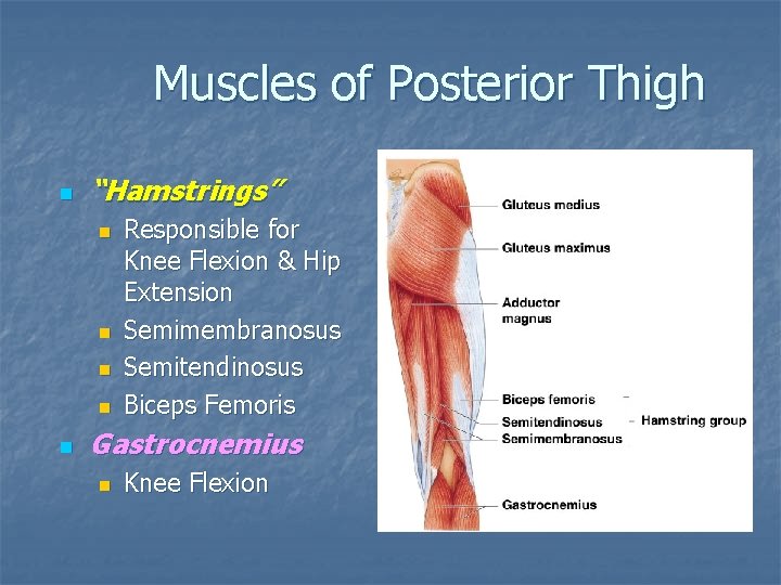 Muscles of Posterior Thigh n “Hamstrings” n n n Responsible for Knee Flexion &