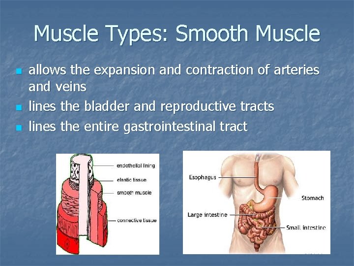 Muscle Types: Smooth Muscle n n n allows the expansion and contraction of arteries