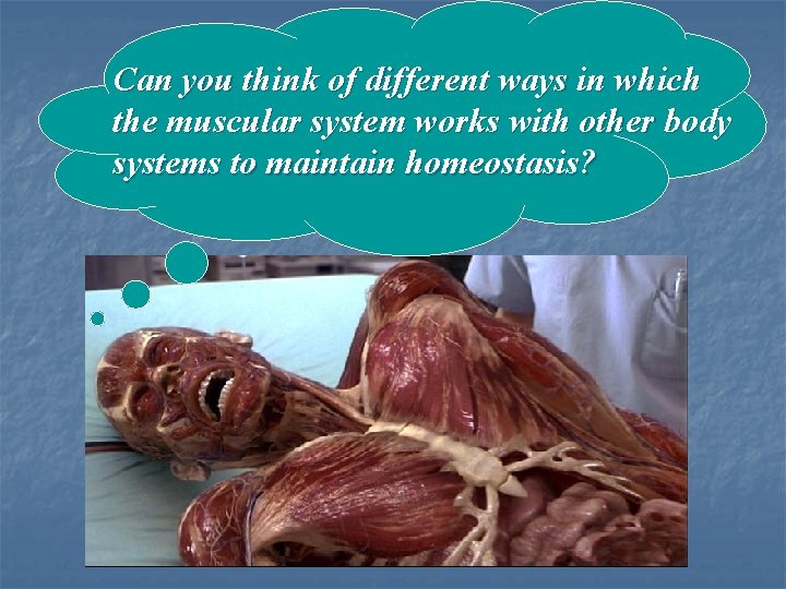 Can you think of different ways in which the muscular system works with other