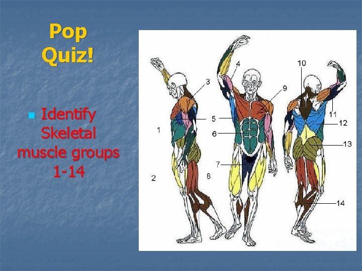 Pop Quiz! Identify Skeletal muscle groups 1 -14 n Pop Quiz! Identify Skeletal muscle groups 1 -14 n