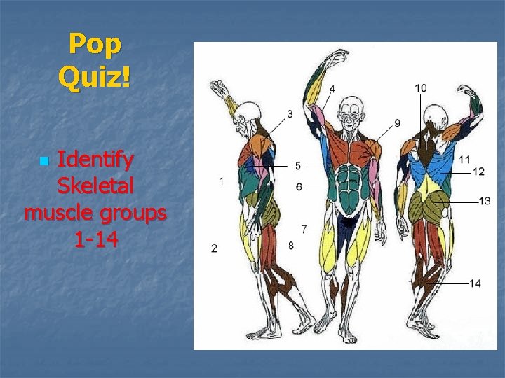 Pop Quiz! Identify Skeletal muscle groups 1 -14 n 