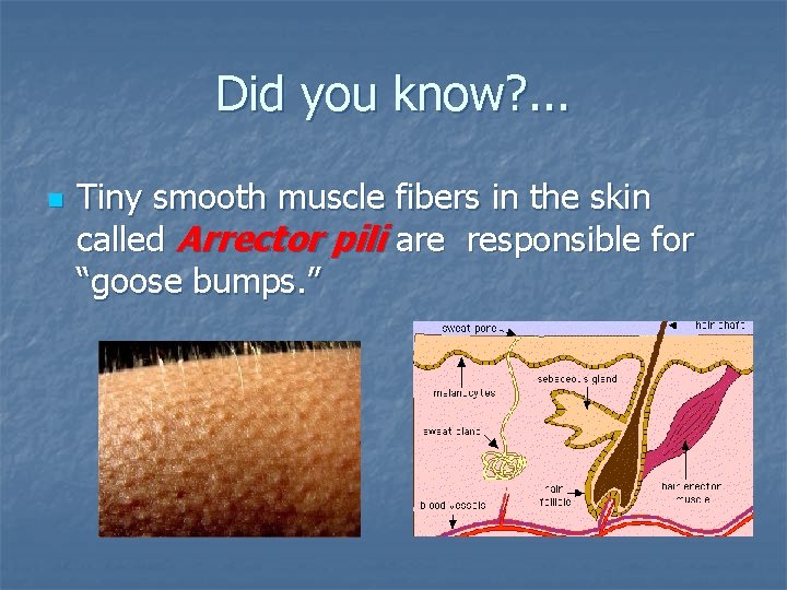 Did you know? . . . n Tiny smooth muscle fibers in the skin