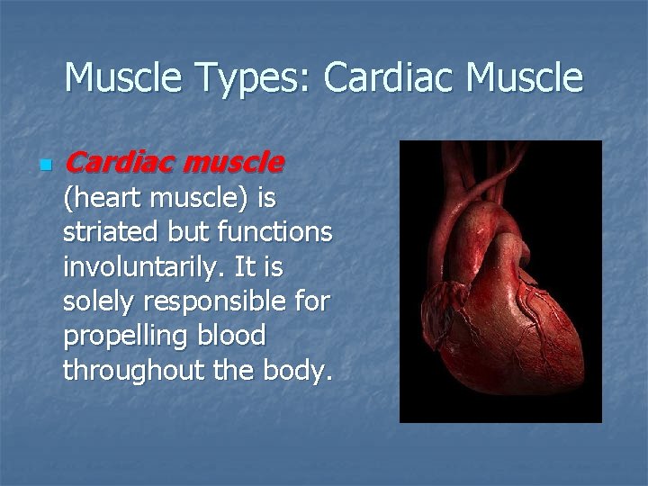 Muscle Types: Cardiac Muscle n Cardiac muscle (heart muscle) is striated but functions involuntarily. Muscle Types: Cardiac Muscle n Cardiac muscle (heart muscle) is striated but functions involuntarily.