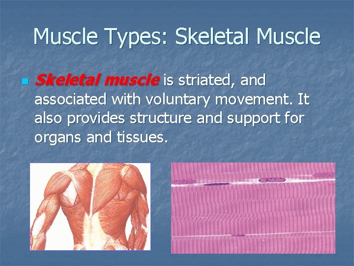 Muscle Types: Skeletal Muscle n Skeletal muscle is striated, and associated with voluntary movement.