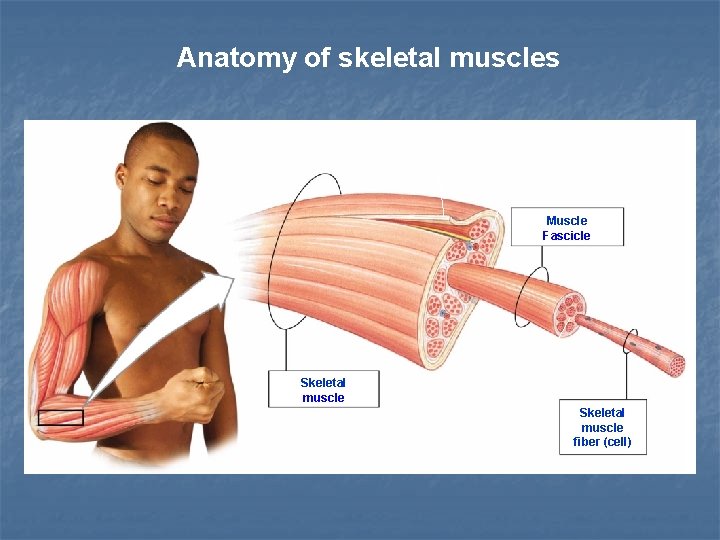 Anatomy of skeletal muscles tendon Muscle Fascicle Skeletal muscle fiber (cell) 