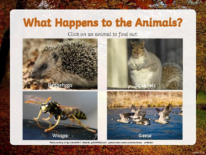 What Happens to the Animals? Click on an animal to find out. Hedgehogs hibernate