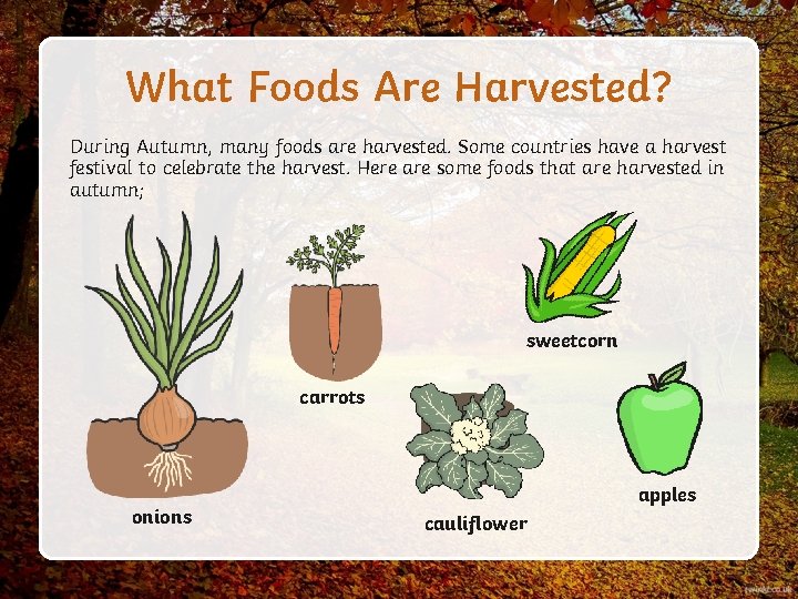 What Foods Are Harvested? During Autumn, many foods are harvested. Some countries have a