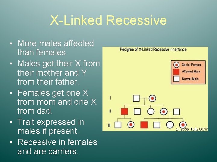 X-Linked Recessive • More males affected than females • Males get their X from