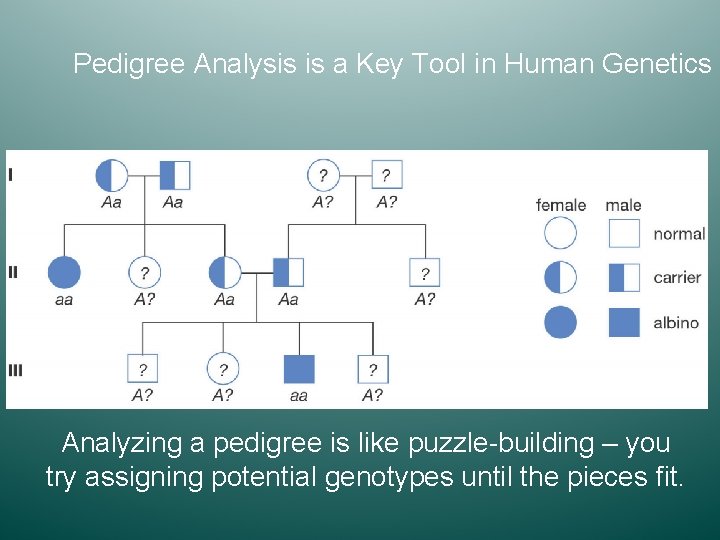 Pedigree Analysis is a Key Tool in Human Genetics Analyzing a pedigree is like