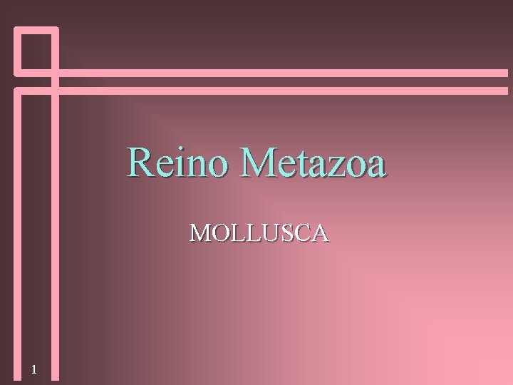 Reino Metazoa MOLLUSCA 1 