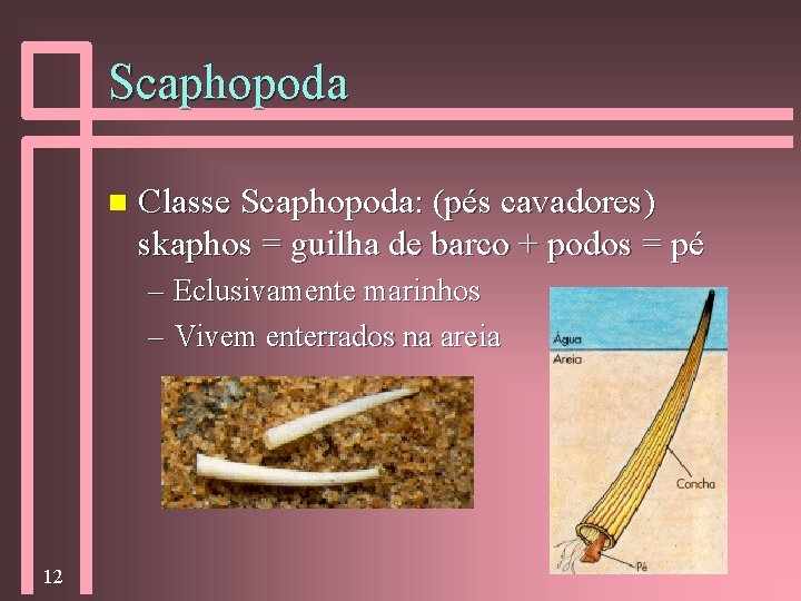Scaphopoda n Classe Scaphopoda: (pés cavadores) skaphos = guilha de barco + podos =