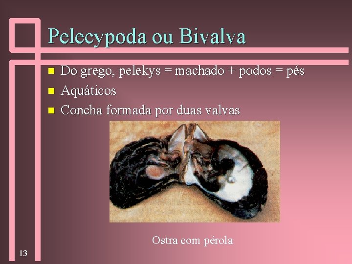 Pelecypoda ou Bivalva n n n Do grego, pelekys = machado + podos =