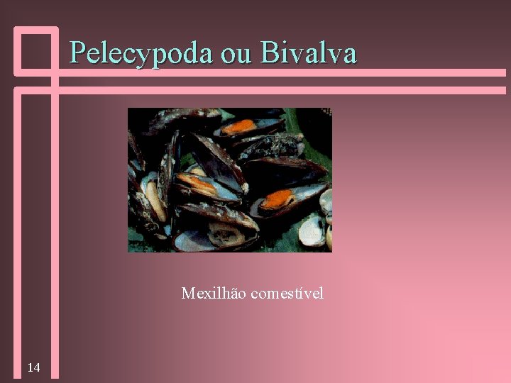 Pelecypoda ou Bivalva Mexilhão comestível 14 