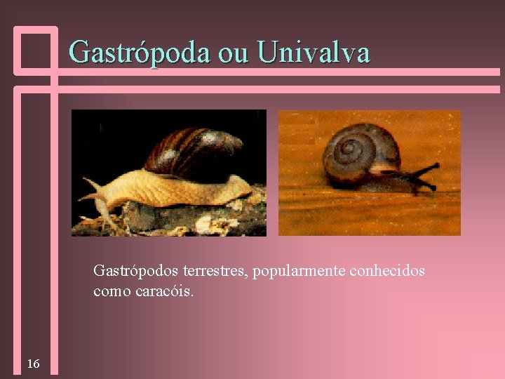 Gastrópoda ou Univalva Gastrópodos terrestres, popularmente conhecidos como caracóis. 16 