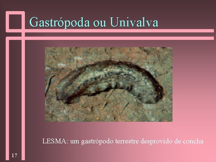 Gastrópoda ou Univalva LESMA: um gastrópodo terrestre desprovido de concha 17 