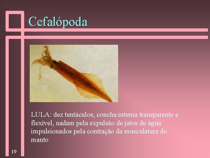 Cefalópoda LULA: dez tentáculos, concha interna transparente e flexível, nadam pela expulsão de jatos