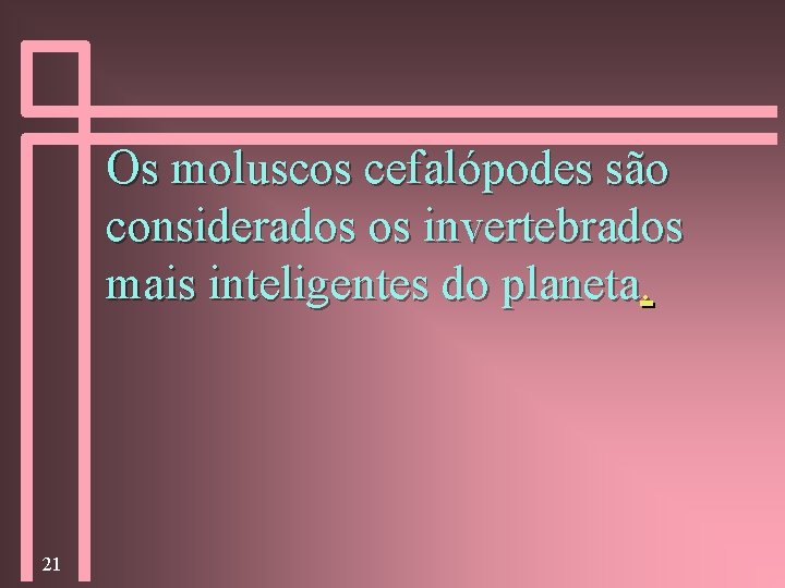 Os moluscos cefalópodes são considerados os invertebrados mais inteligentes do planeta. 21 