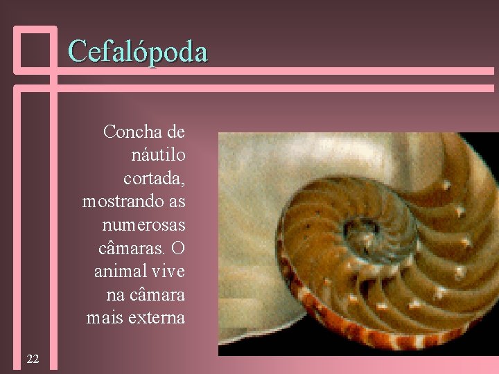 Cefalópoda Concha de náutilo cortada, mostrando as numerosas câmaras. O animal vive na câmara
