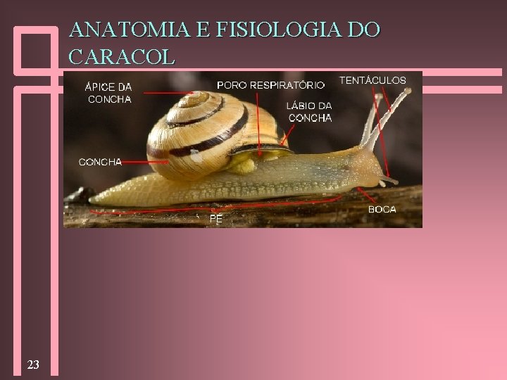 ANATOMIA E FISIOLOGIA DO CARACOL 23 