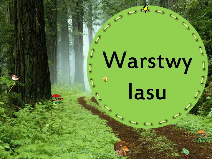 Warstwy lasu 