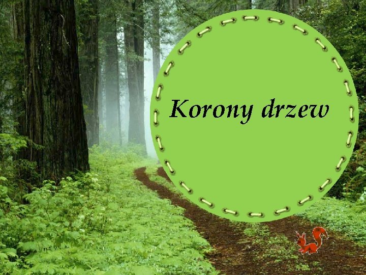 Korony drzew 