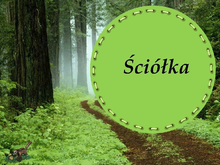 Ściółka 