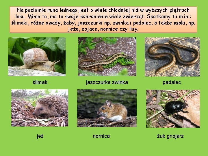 Na poziomie runa leśnego jest o wiele chłodniej niż w wyższych piętrach lasu. Mimo