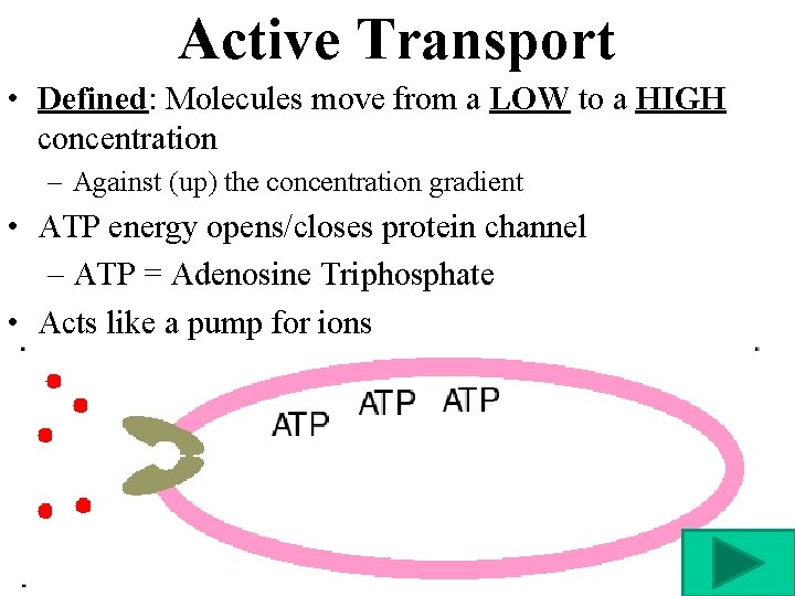 Active Transport • Defined: Molecules move from a LOW to a HIGH concentration –