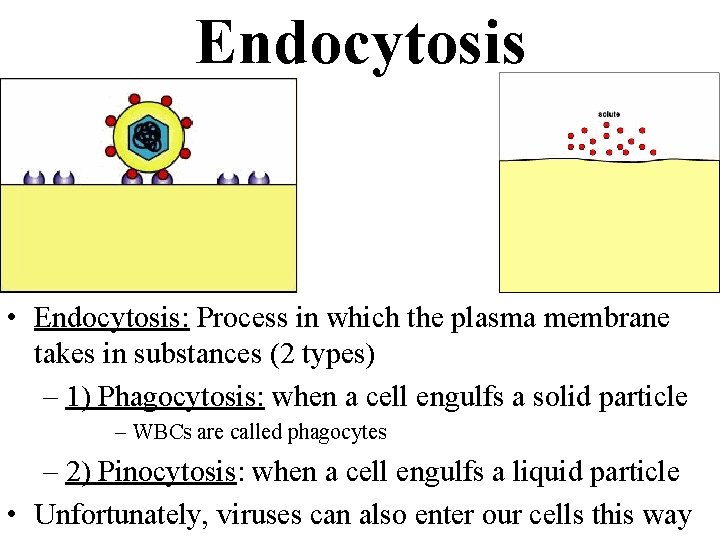 Endocytosis • Endocytosis: Process in which the plasma membrane takes in substances (2 types)
