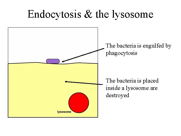 Endocytosis & the lysosome The bacteria is engulfed by phagocytosis The bacteria is placed