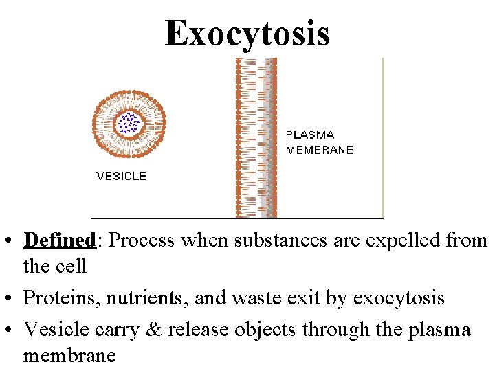 Exocytosis • Defined: Process when substances are expelled from the cell • Proteins, nutrients,