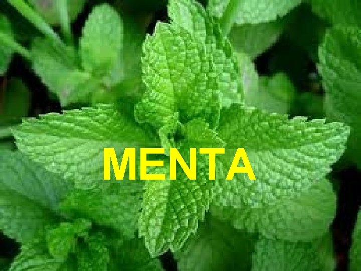 MENTA 