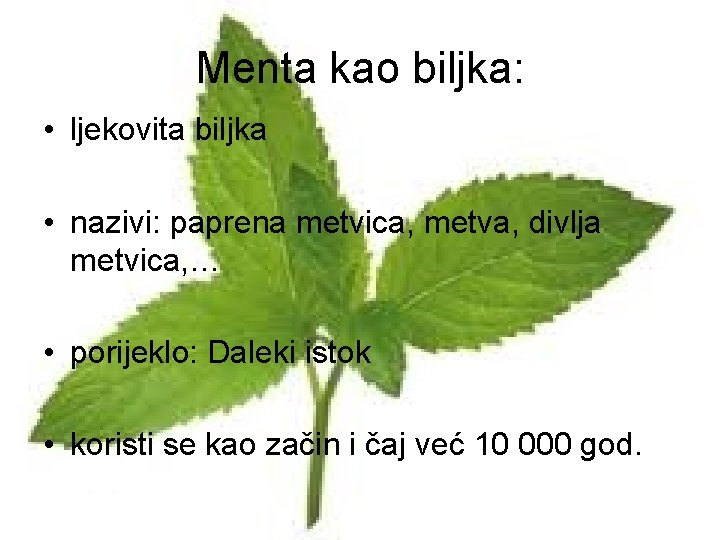 Menta kao biljka: • ljekovita biljka • nazivi: paprena metvica, metva, divlja metvica, …