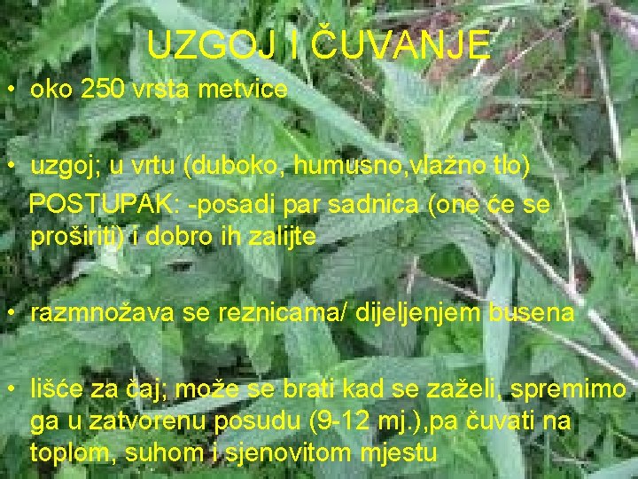 UZGOJ I ČUVANJE • oko 250 vrsta metvice • uzgoj; u vrtu (duboko, humusno,