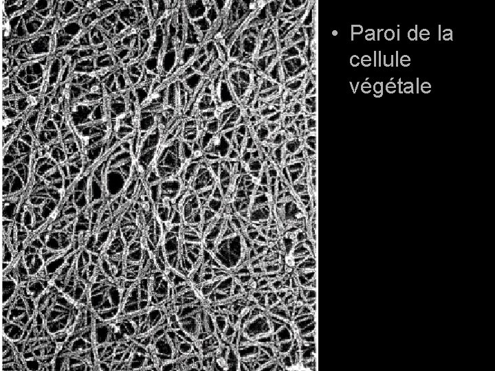• Paroi de la cellule végétale Planche p 1064 • Paroi de la cellule végétale Planche p 1064