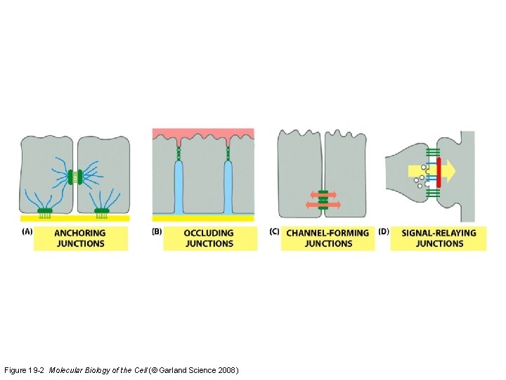 Figure 19 -2 Molecular Biology of the Cell (© Garland Science 2008) Figure 19 -2 Molecular Biology of the Cell (© Garland Science 2008)