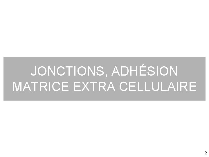 JONCTIONS, ADHÉSION MATRICE EXTRA CELLULAIRE 2 JONCTIONS, ADHÉSION MATRICE EXTRA CELLULAIRE 2