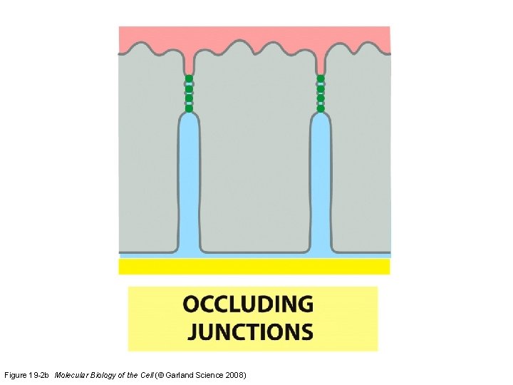 Figure 19 -2 b Molecular Biology of the Cell (© Garland Science 2008) Figure 19 -2 b Molecular Biology of the Cell (© Garland Science 2008)