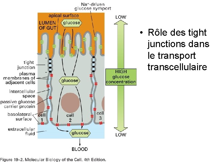 • Rôle des tight junctions dans le transport transcellulaire Fig 19 -2 • Rôle des tight junctions dans le transport transcellulaire Fig 19 -2