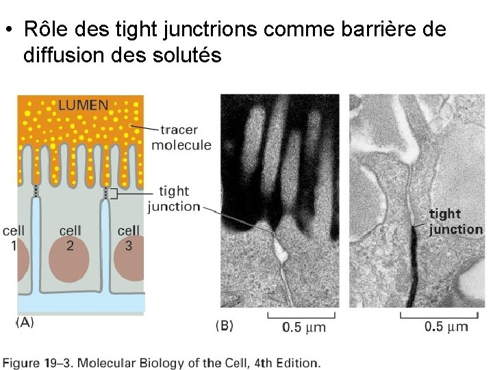 • Rôle des tight junctrions comme barrière de diffusion des solutés Fig 19 • Rôle des tight junctrions comme barrière de diffusion des solutés Fig 19