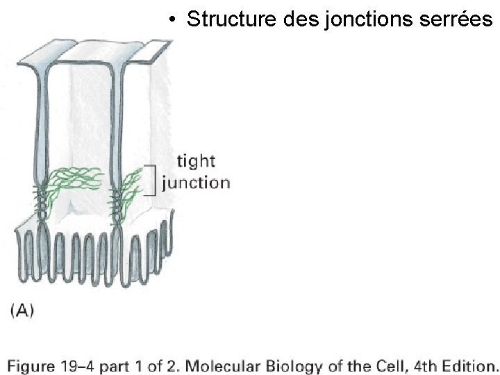 • Structure des jonctions serrées Fig 19 -4(A) • Structure des jonctions serrées Fig 19 -4(A)