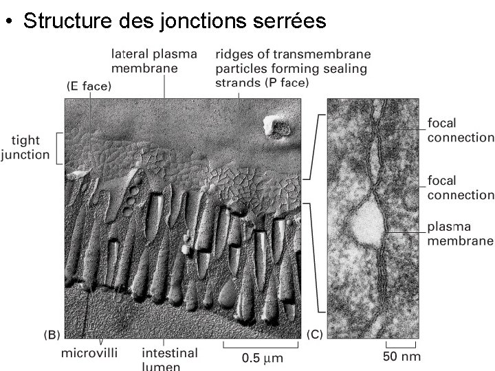 • Structure des jonctions serrées Fig 19 -4(B) • Structure des jonctions serrées Fig 19 -4(B)