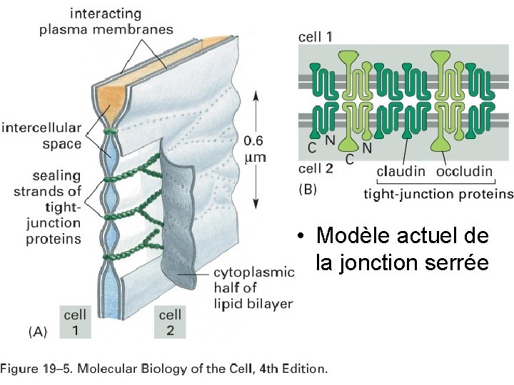 Fig 19 -5 • Modèle actuel de la jonction serrée Fig 19 -5 • Modèle actuel de la jonction serrée