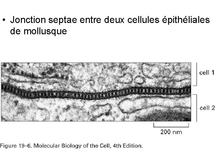 • Jonction septae entre deux cellules épithéliales de mollusque Fig 19 -6 • Jonction septae entre deux cellules épithéliales de mollusque Fig 19 -6