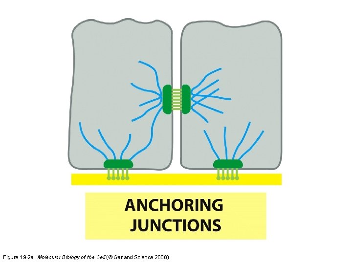 Figure 19 -2 a Molecular Biology of the Cell (© Garland Science 2008) Figure 19 -2 a Molecular Biology of the Cell (© Garland Science 2008)
