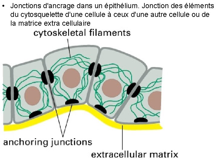 • Jonctions d'ancrage dans un épithélium. Jonction des éléments du cytosquelette d'une cellule • Jonctions d'ancrage dans un épithélium. Jonction des éléments du cytosquelette d'une cellule