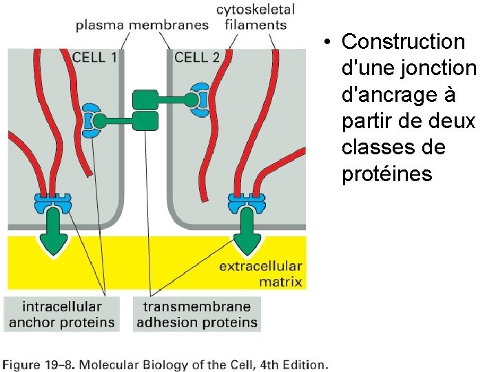 Fig 19 -8 • Construction d'une jonction d'ancrage à partir de deux classes de Fig 19 -8 • Construction d'une jonction d'ancrage à partir de deux classes de