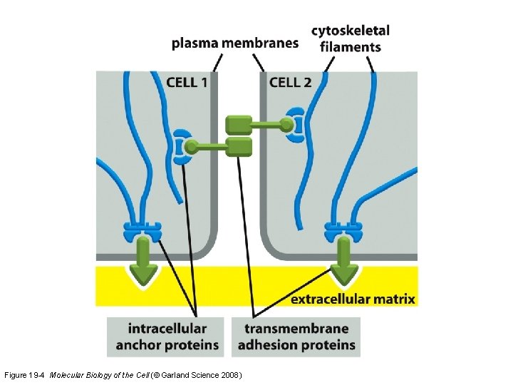 Figure 19 -4 Molecular Biology of the Cell (© Garland Science 2008) Figure 19 -4 Molecular Biology of the Cell (© Garland Science 2008)