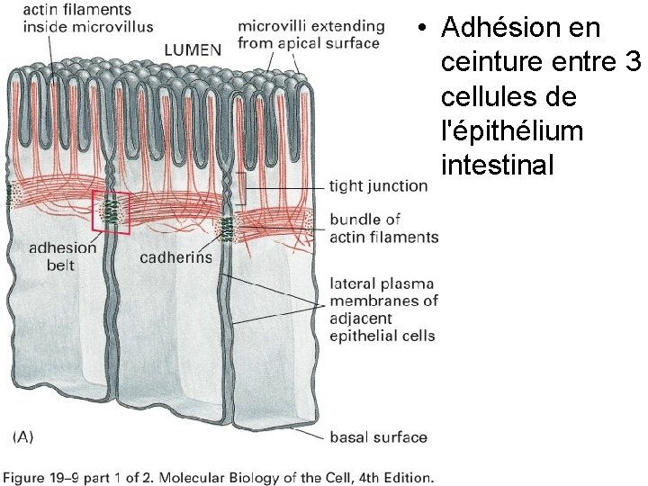 • Adhésion en ceinture entre 3 cellules de l'épithélium intestinal Fig 19 -9(A) • Adhésion en ceinture entre 3 cellules de l'épithélium intestinal Fig 19 -9(A)